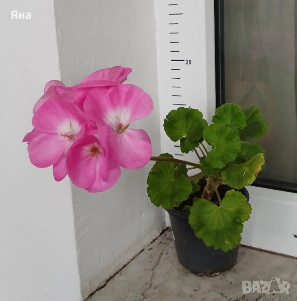 Едроцветно мушкато-актуални снимки, снимка 1