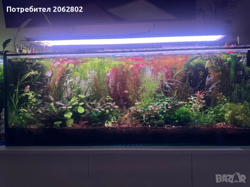 Аквариумни растения , корени .Пакети от много видове., снимка 1