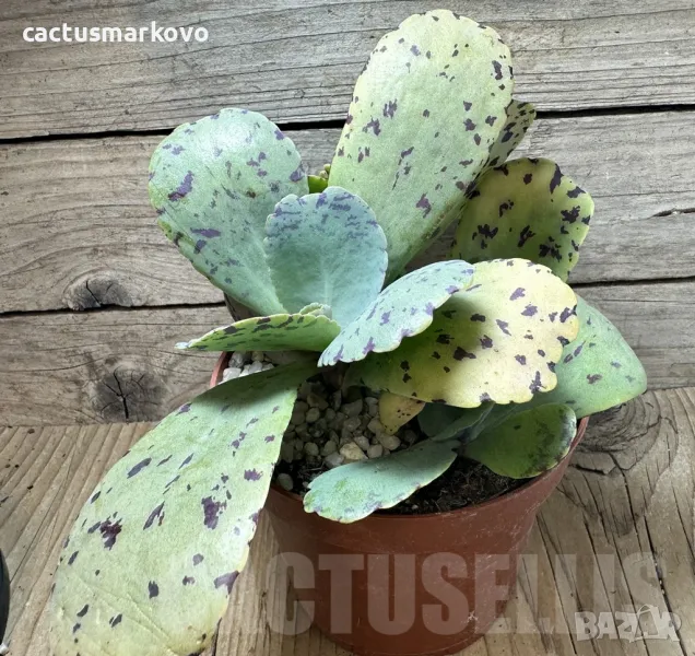 Kalanchoe marmorata ‘Tiger’, снимка 1