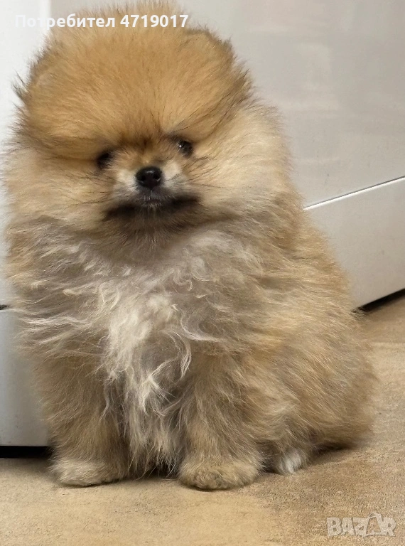 Мъжки померанчета, снимка 1