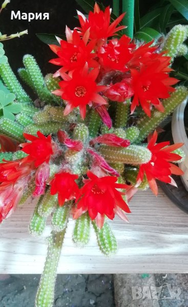 Кактуси- 4 броя-11 лв, снимка 1
