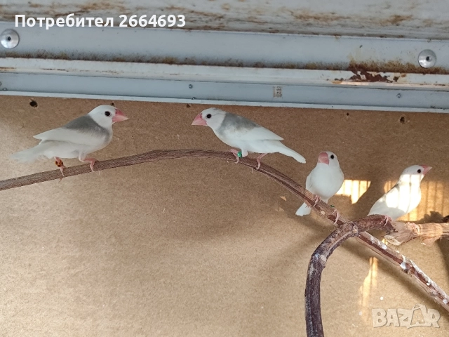 Оризарки, снимка 1