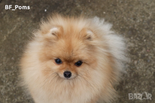 Миниатюрно момиченце померан с родословие FCI