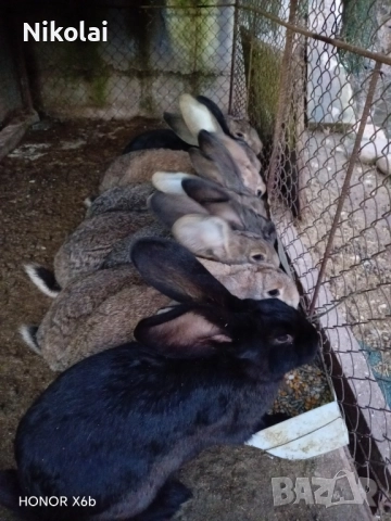 Зайци за продаване , снимка 2 - Други животни - 52424616