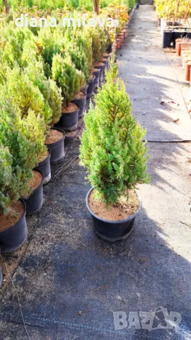 Хвойна Стрикта, Juniperus Stricta!!!, снимка 9 - Градински цветя и растения - 39272499