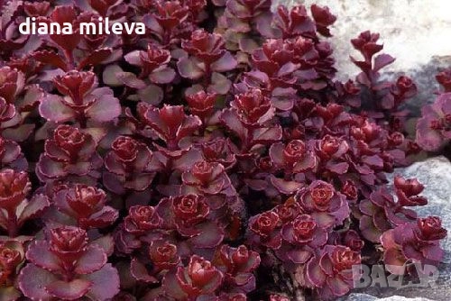 Червен седум Пурпурна Зима, Sedum spirium " Purpur Winter ", снимка 2 - Градински цветя и растения - 46784135