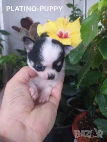 Момиченце мини чихи, снимка 2 - Чихуахуа - 38863767