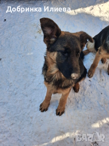 Продавам елитни немски овчарки, на 4 месеца, две ваксини, обезпаразитени., снимка 4 - Немска овчарка - 53387270
