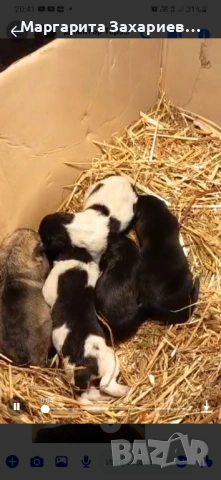 Кучета за пазачи на стада, снимка 4 - Други - 53458794