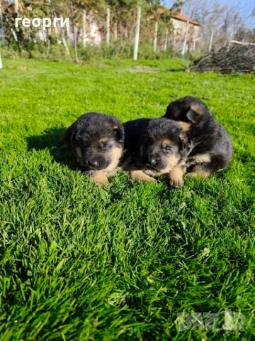 Малки Немски Овчарки, снимка 10 - Немска овчарка - 52824581
