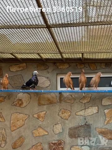 Гълаби неврени и лимонки, снимка 13 - Гълъби - 50813378