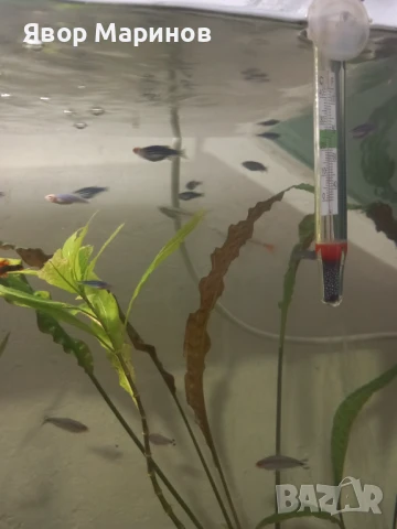 Декоративни рибки