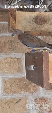 продавам сенегалска женска, снимка 2 - Папагали - 49794709