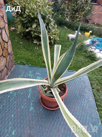 Цвете , снимка 3 - Градински цветя и растения - 37981218