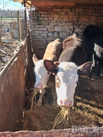 две женски телета 