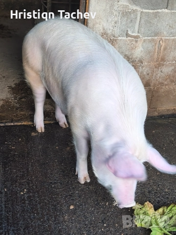 продавам домашно прасе , снимка 2 - Прасета - 52997382