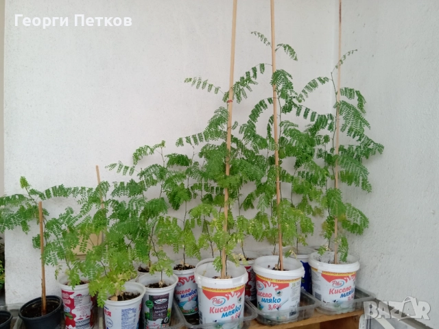 Цезалпиния, Жълта Райска Птица-7лв./кофичка., снимка 5 - Градински цветя и растения - 50862027