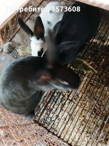Угоени зайци, снимка 2 - Други животни - 53059459