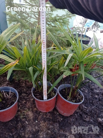 Палми Trachycarpus (трахикарпус), снимка 3 - Градински цветя и растения - 53592475