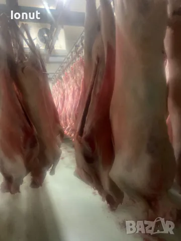 Продавам кланични агнета с тегло 14-20кг. , снимка 3 - Овце - 49685370