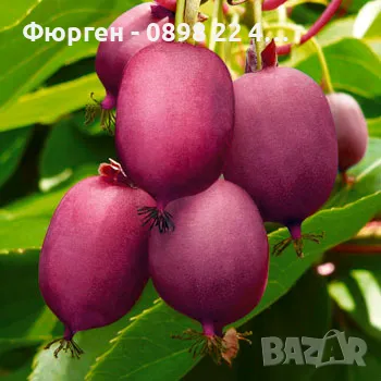 Червено киви - Налични 4 сорта Студоустойчиви, снимка 5 - Разсади - 49381602