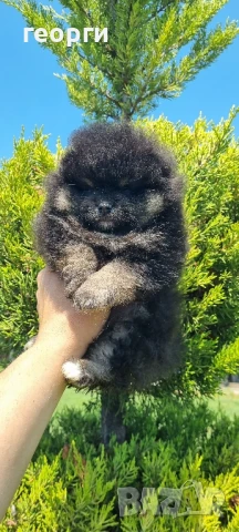 померан, снимка 4 - Померан - 50784620