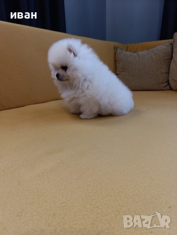 померан момче 