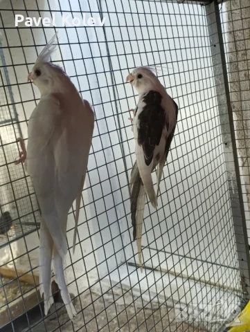 Различни видове птици на добри цени , снимка 8 - За птици - 51362622