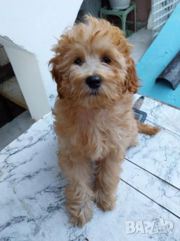 Малтипу Maltipooo, снимка 8 - Други - 51501320