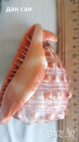 Индийски Океан голяма раковина рядкост , снимка 4 - Статуетки - 50531021