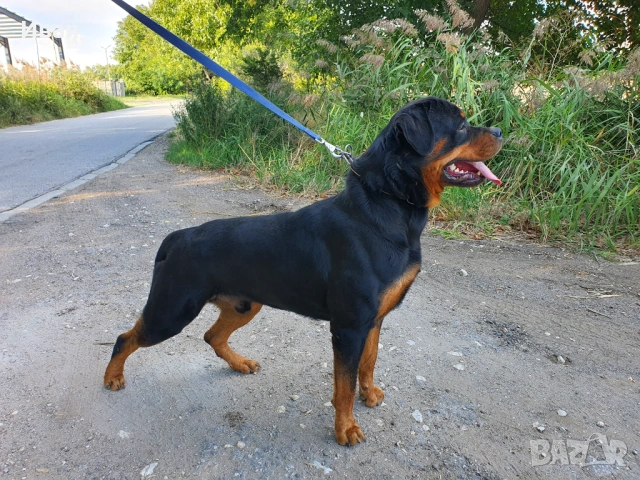 Ротвайлер за разплод, снимка 2 - Ротвайлер - 53155952