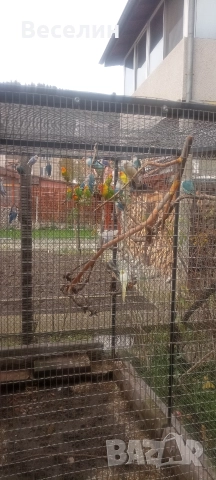 Продавам неразделки, снимка 3 - Папагали - 52706534