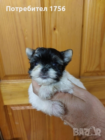 Бивер йорк, мини юнак.