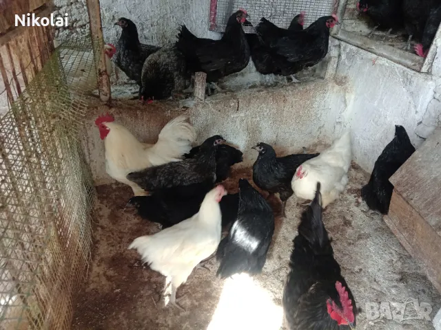 Австролорп черен,син кокошки 8месеца , снимка 3 - За птици - 49377436
