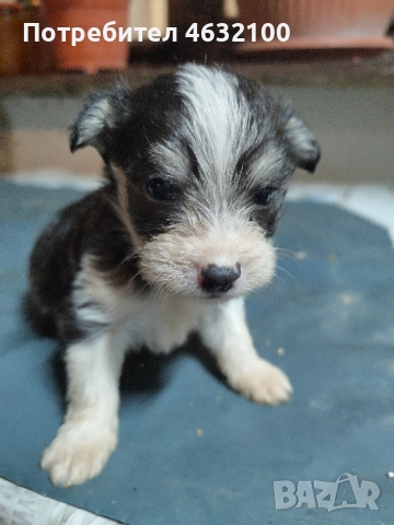 Продавам кученца 