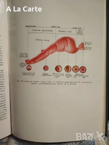 Ректороманоскопия, снимка 2 - Специализирана литература - 48346303