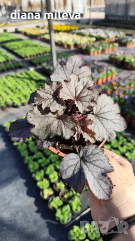 Хойхера „Сребърна боровинка“, Heuchera Silverberry, студоустойчива, за сянка, снимка 3 - Градински цветя и растения - 52516287