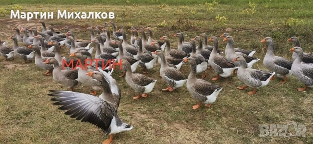 яйца от гъски, гъши яйца оплодени