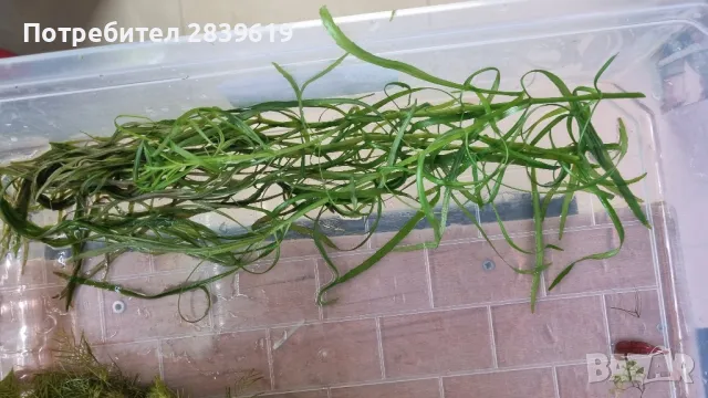 лесни за отглеждане аквариумни растения , снимка 5 - Аквариуми - 48053093