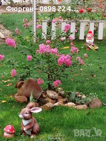 Лагерстремия - индийски люляк Налични 4 цвята , снимка 5 - Разсади - 41067069