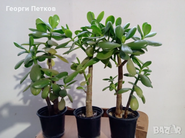 Дърво на живота -  Красула. , снимка 7 - Стайни растения - 53431690