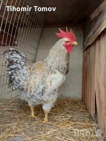 продавам домашно гледани кокошки петли пилета , снимка 6 - Кокошки и пуйки - 48863513
