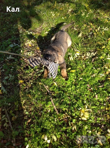 Немска овчарка,сивак, снимка 4 - Немска овчарка - 52850979