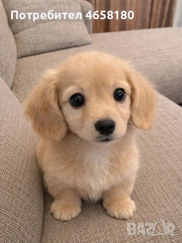 Персонализирана карикатура на домашен любимец , снимка 3 - Други - 53292565