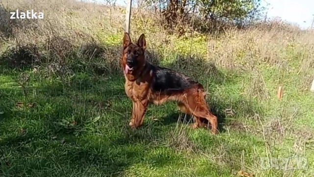 Продавам немска овчарка, снимка 4 - Немска овчарка - 53065375