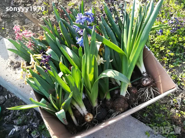 ЗЮМБЮЛИ В САКСИЯ С ПОЧВА 25ЛВ ЗА ЕДИН С ЛУКОВИЦА 1404250825, снимка 15 - Градински цветя и растения - 49886619