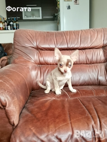 Продава се, снимка 5 - Чихуахуа - 52384392