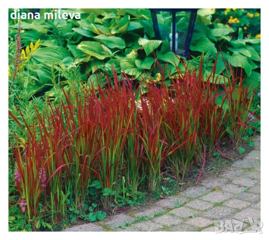 Императа Червен Барон, Imperata 'Red Baron', Декоративна трева, снимка 4 - Градински цветя и растения - 37058656
