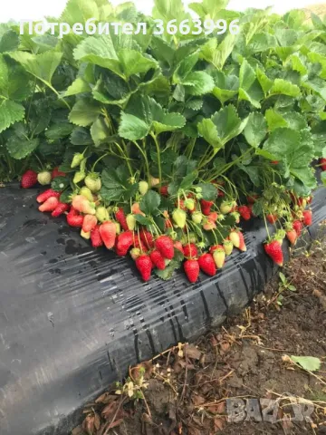 Продавам елитен разсад ягоди и малини , снимка 2 - Разсади - 40037822