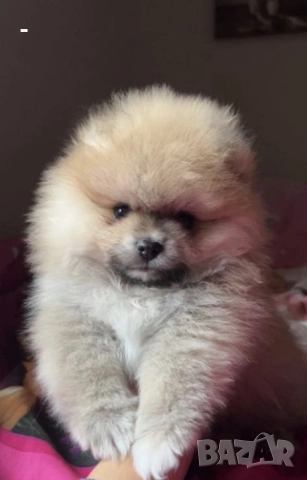 Померан, снимка 8 - Померан - 49131151